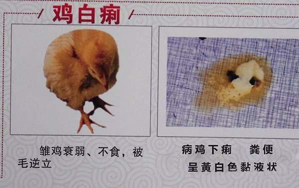 鸡白痢的症状和粪便,乌鸡白痢症状