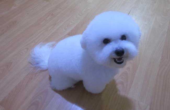 比熊犬口臭泪痕重吃什么药,比熊没有食欲铲屎官该怎么做