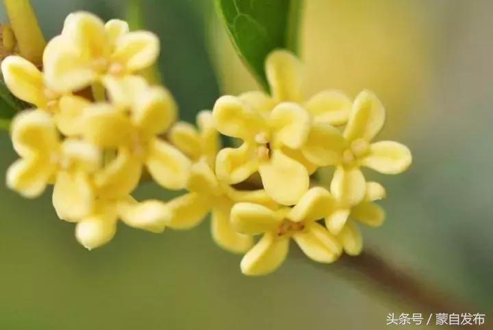 寒露这一天,寒露的前一天好不好