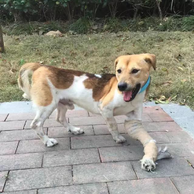 上海市领养流浪动物的地方在哪里,上海市领养小猫的地方