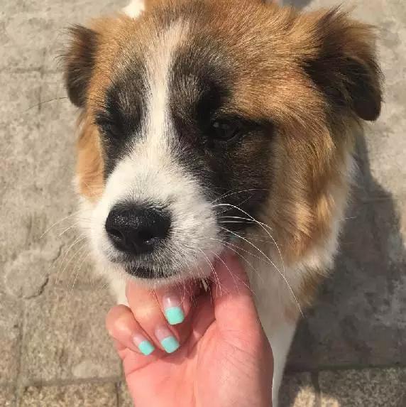 上海市领养流浪动物的地方在哪里,上海市领养小猫的地方