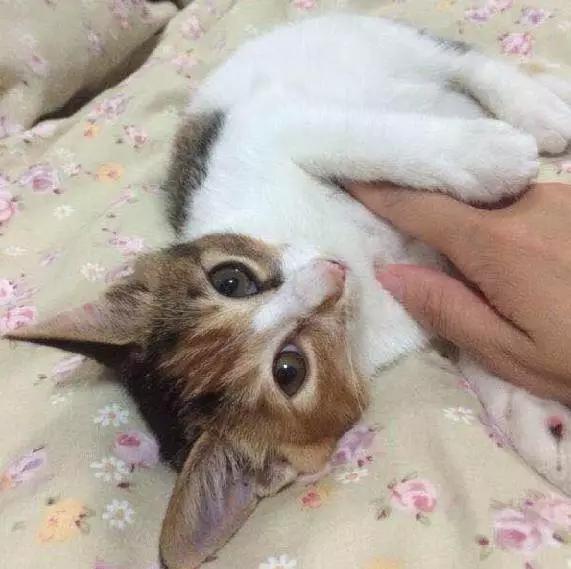 「3月上海领养」给流浪的它们一个温暖的家！