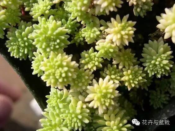 旋叶姬星美人大盆,姬星美人多肉