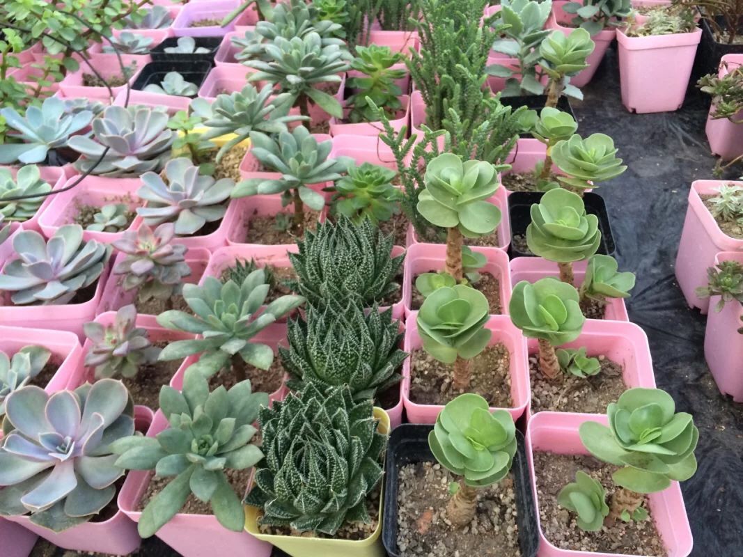 鑺卞尃澶氳倝,鑺卞尃绮惧搧澶氳倝