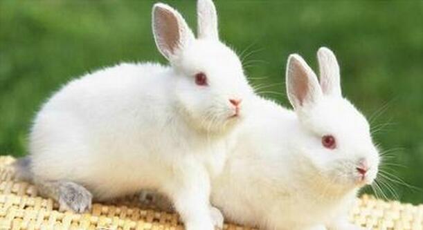獭兔的养殖方法和条件,獭兔如何饲养