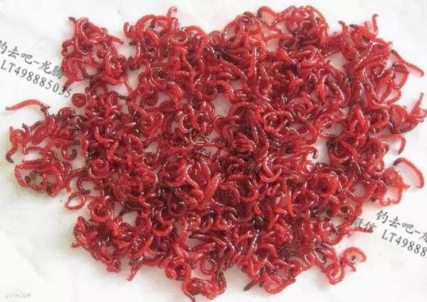 红虫冬天直接放在水里保存可以吗,海红虫怎么保存要用淡水还是海水