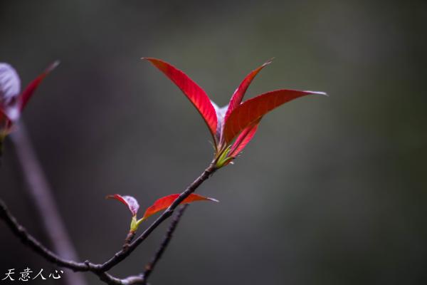 漫游武夷山之自驾游,漫游武夷记