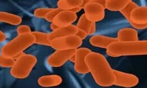 关于益生菌的4大真相,益生菌冷知识大全集