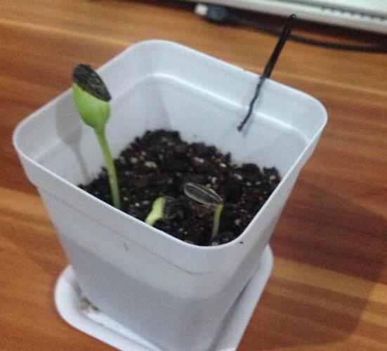 盆栽向日葵花蕾期怎样打杈请示范,手工编织钩针向日葵盆栽视频教程