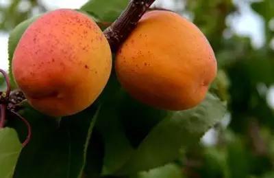 辽宁特色水果常用知识,辽宁好吃的水果特产有哪些