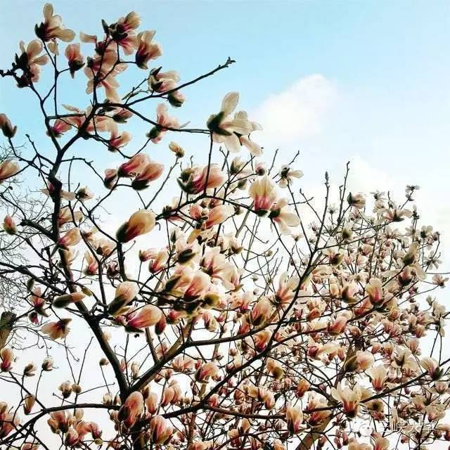 周末去三里街公园看花,周末游三凤山看桃花