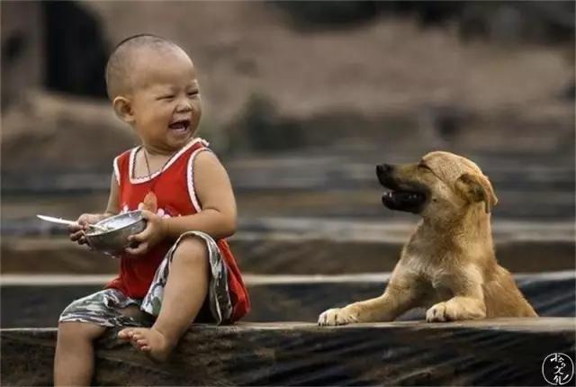 土狗再忠心也比不了宠物狗,为什么土狗越来越遭人嫌弃