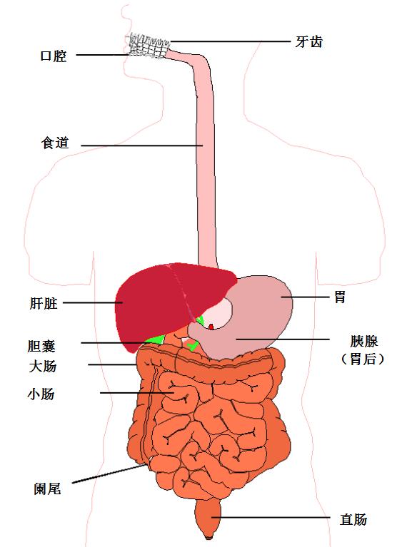 500ml水最快多久有尿,喝下去的水是怎么变成尿的