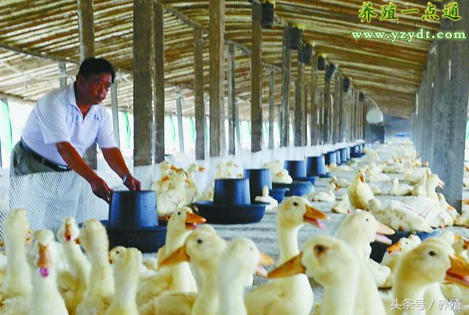 蛋鸭安全越冬九注意,蛋鸭效益提升明显