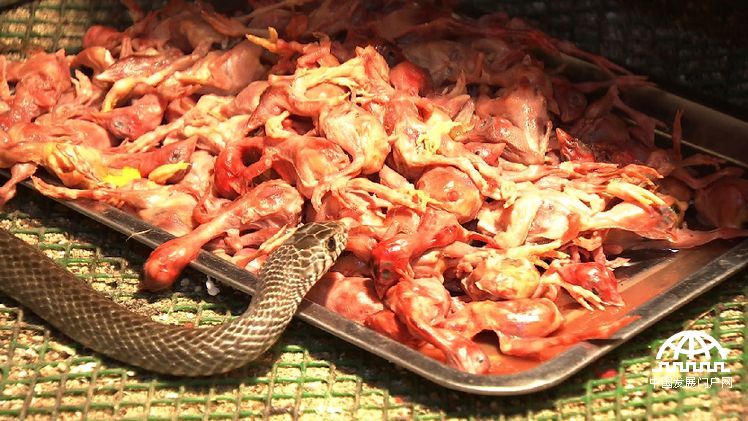 致富经:胆小小伙养蛇记