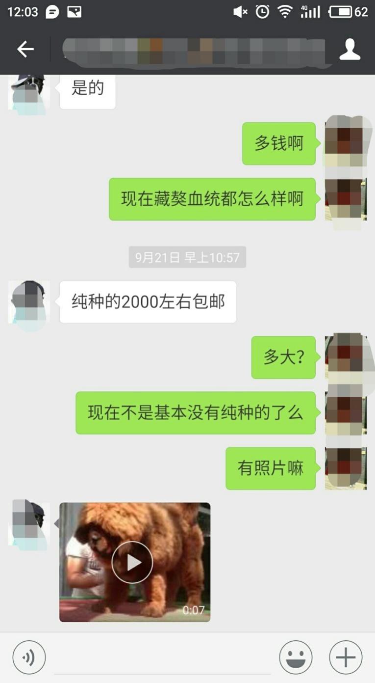 神话破灭：藏狗不是藏獒，一只藏獒能斗败三条恶狼也只是传说