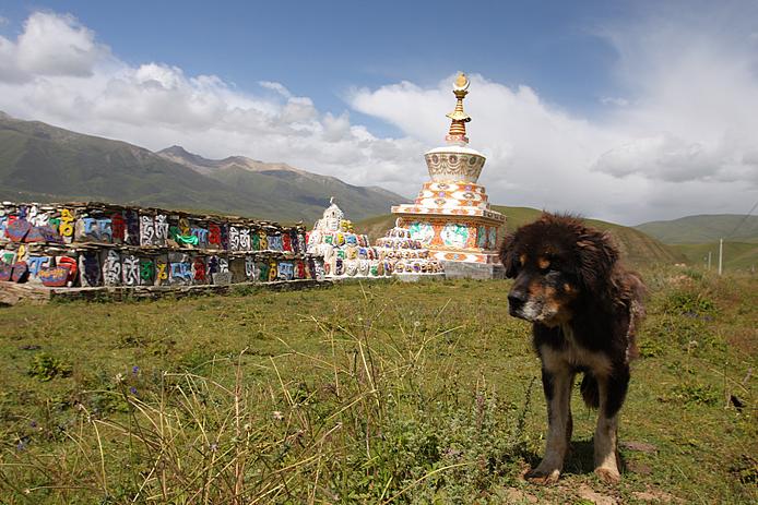 神话破灭：藏狗不是藏獒，一只藏獒能斗败三条恶狼也只是传说