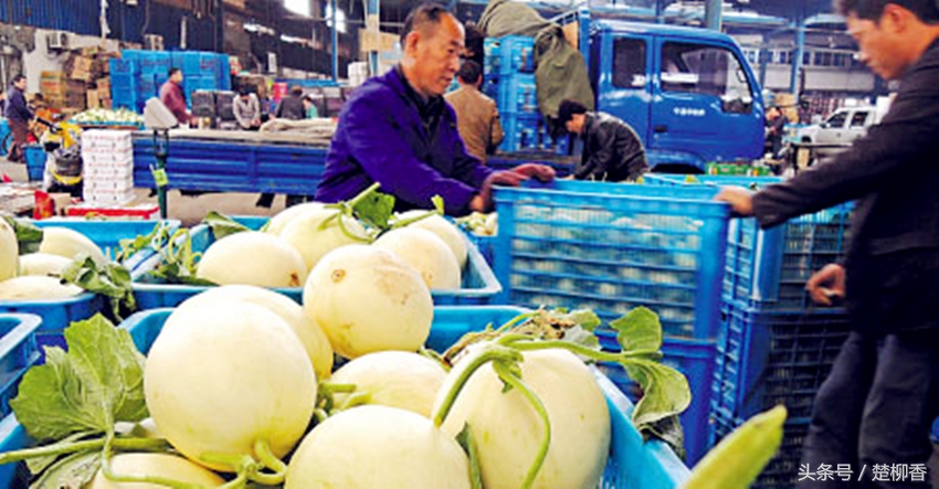 让“瓜蛋蛋”变成“钱串串”，农民年入数十万元！