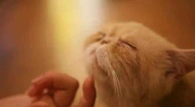 吸猫真的能上瘾吗如何戒瘾,云吸猫有哪些好处