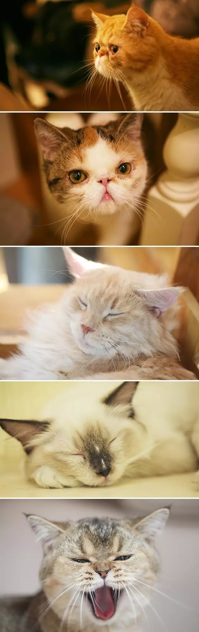 吸猫真的能上瘾吗如何戒瘾,云吸猫有哪些好处