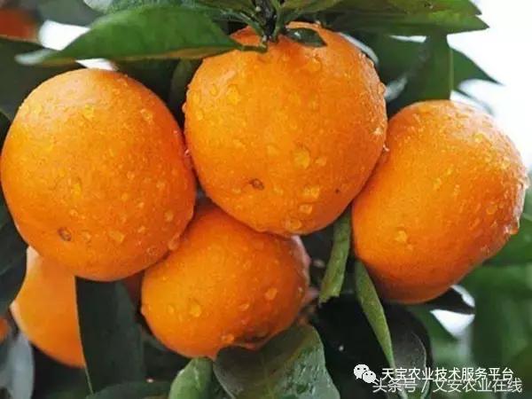 磷酸二氢钾在农作物的使用方法,磷酸二氢钾使用方法及注意事项