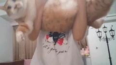 原来对橘猫有这么多误解！看完竟然没有后悔···