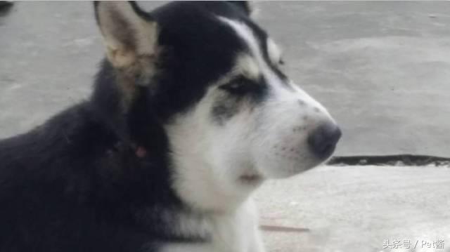 狗被蜜蜂蛰了脸都肿了哈士奇,哈士奇被蜜蜂蛰前后的图片