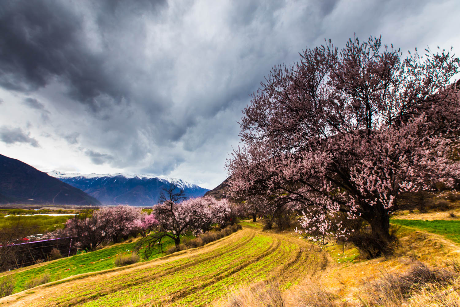 *藏西**的山石上,抱琴不愿归