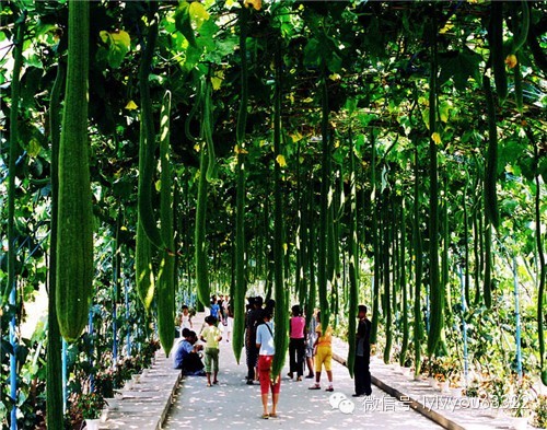 洛阳适合中学生好玩免费景点,洛阳各个景点的介绍