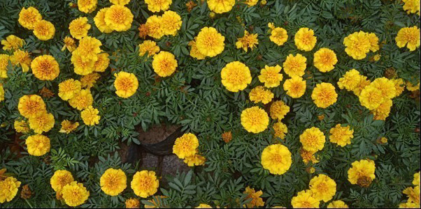 金立m7全网通,金立m7好用吗