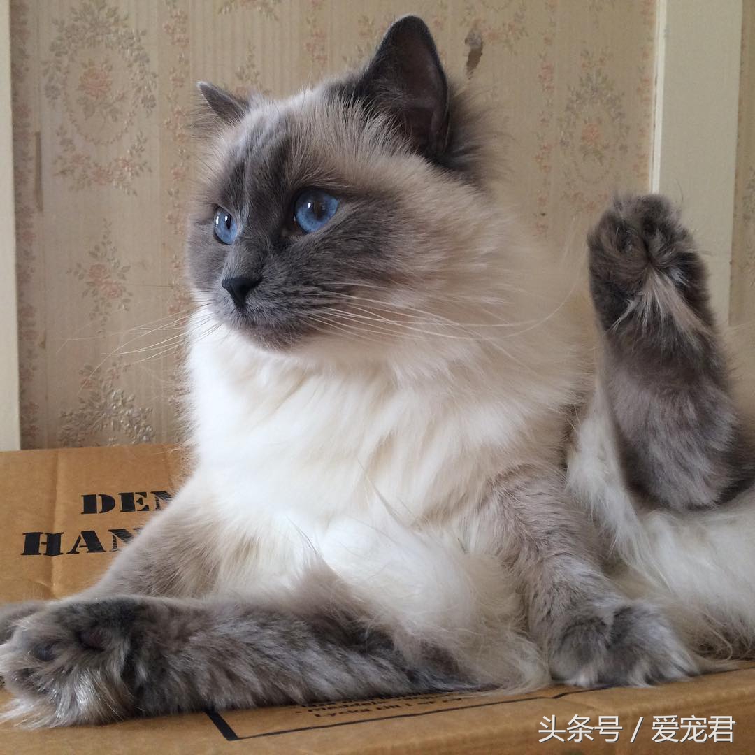 猫咪的猫砂盆特别臭解决办法,怎么才能让猫咪的猫砂不臭