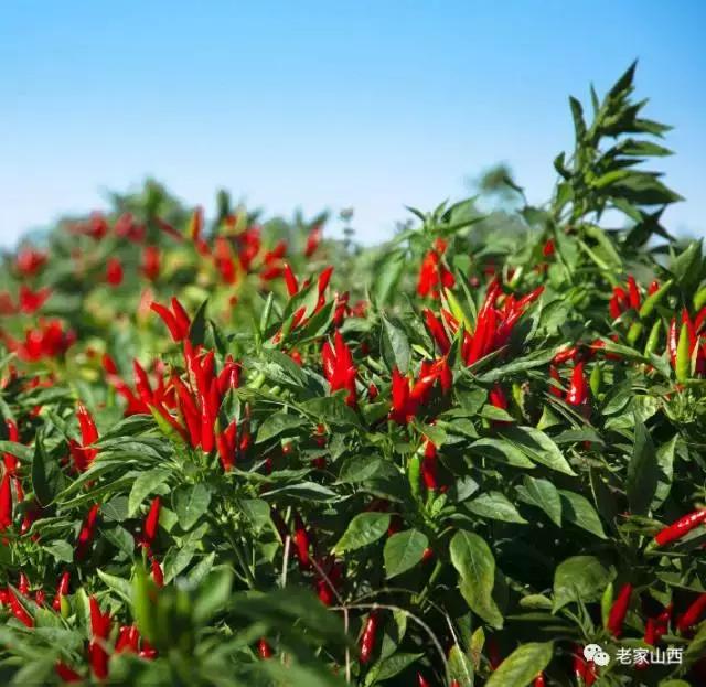 走到哪里都忘不掉家乡的味道,走到哪里也忘不了老家