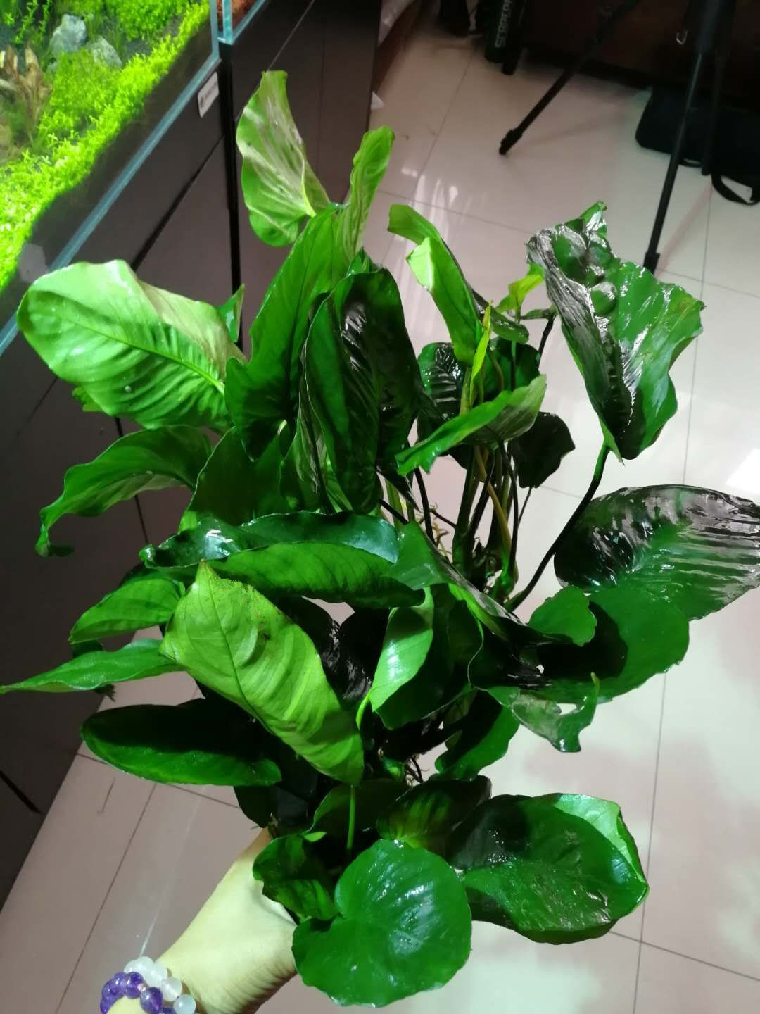 水榕需要种在水草泥里吗,水草造景生命之树