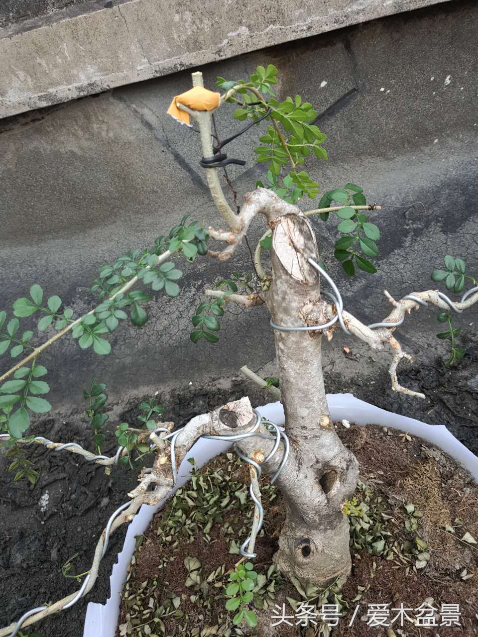 爱木盆景修剪视频,对节白蜡盆景如何造景