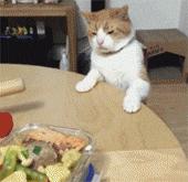 原来对橘猫有这么多误解！看完竟然没有后悔···