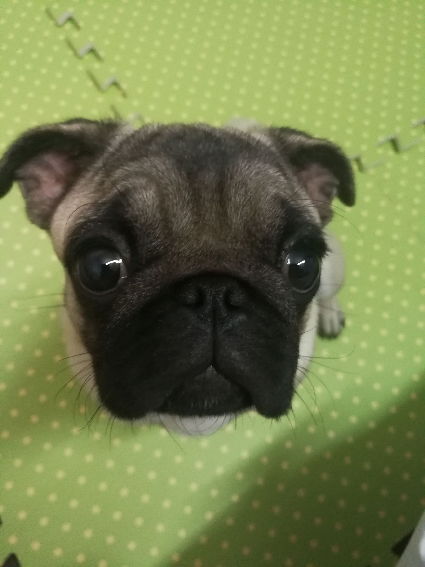 关于巴哥犬的搞笑动画片,关于巴哥犬的直播