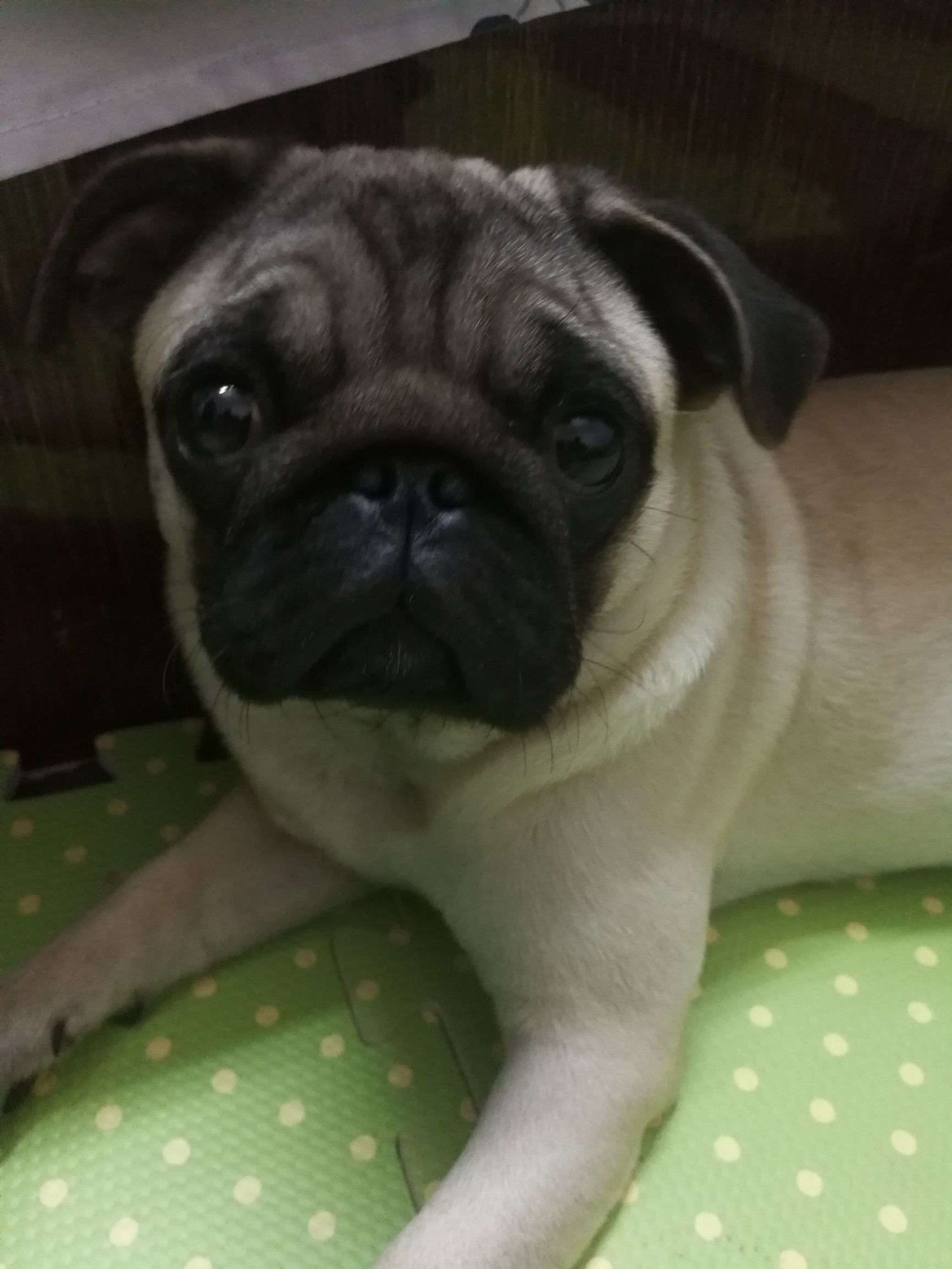 关于巴哥犬的搞笑动画片,关于巴哥犬的直播