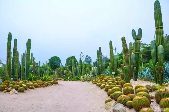 厦门旅游景点必去攻略自由行,厦门旅游攻略最好的城市自由行