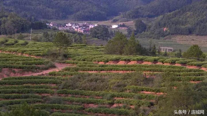 龙岩连城姑田：生姜喜获丰收特色种植助农户增收