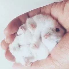 月饼吃怕了？这里有仓鼠饼哦！