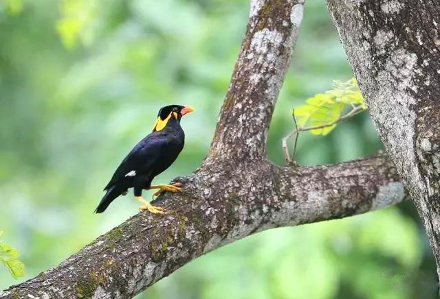 为什么大家都喜欢养八哥,为什么很多人喜欢养鹦鹉鱼