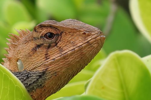 被雷公蛇咬了会死吗,公鸡脚被蛇咬的口子