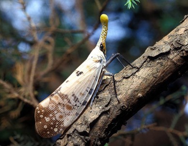 未来几年市场将不断增长的6虫5树，种养结合，稳赚不赔