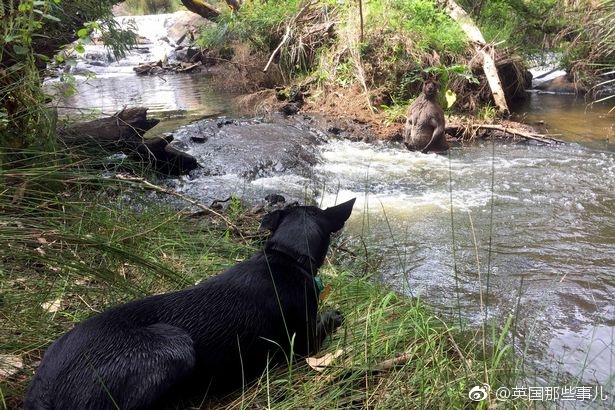 野外溪边遇见袋鼠！选择正面刚！还是马上溜？