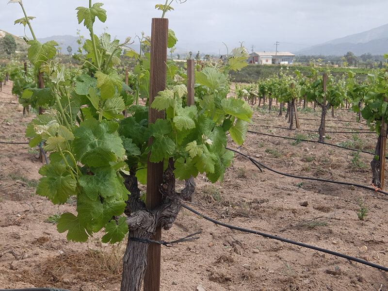 说起来你可能不信，比起龙舌兰和科罗娜，我更爱墨西哥葡萄酒！