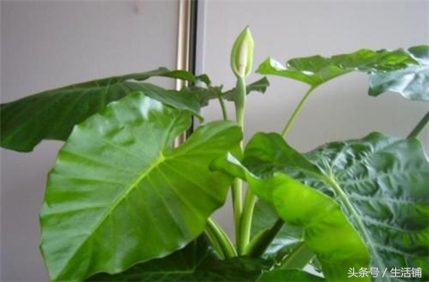 怎样养滴水观音能长出大粗杆子,怎么养大叶滴水观音