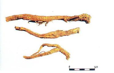 人参怎么选才是好的,都说人参好人参真的有用吗