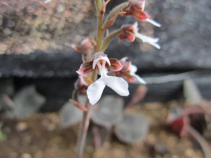 金线莲的养殖方法和注意事项,金线莲栽培时的生态环境条件