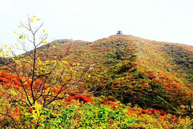 秋韵流过的晋城红