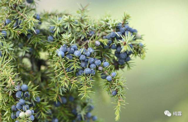 给大家分享自用的纯露,真正的三草纯露